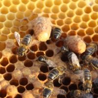 CELDA REIAL O REALERA